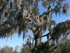 Cypress in the Bayou